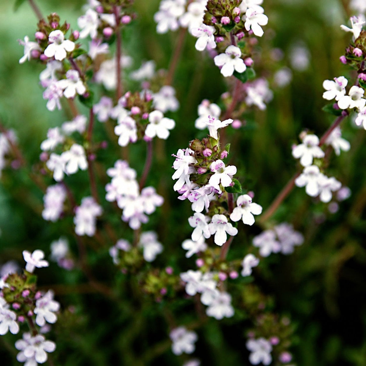 🌸 Creeping Thyme – Colourful Ground Cover Seeds