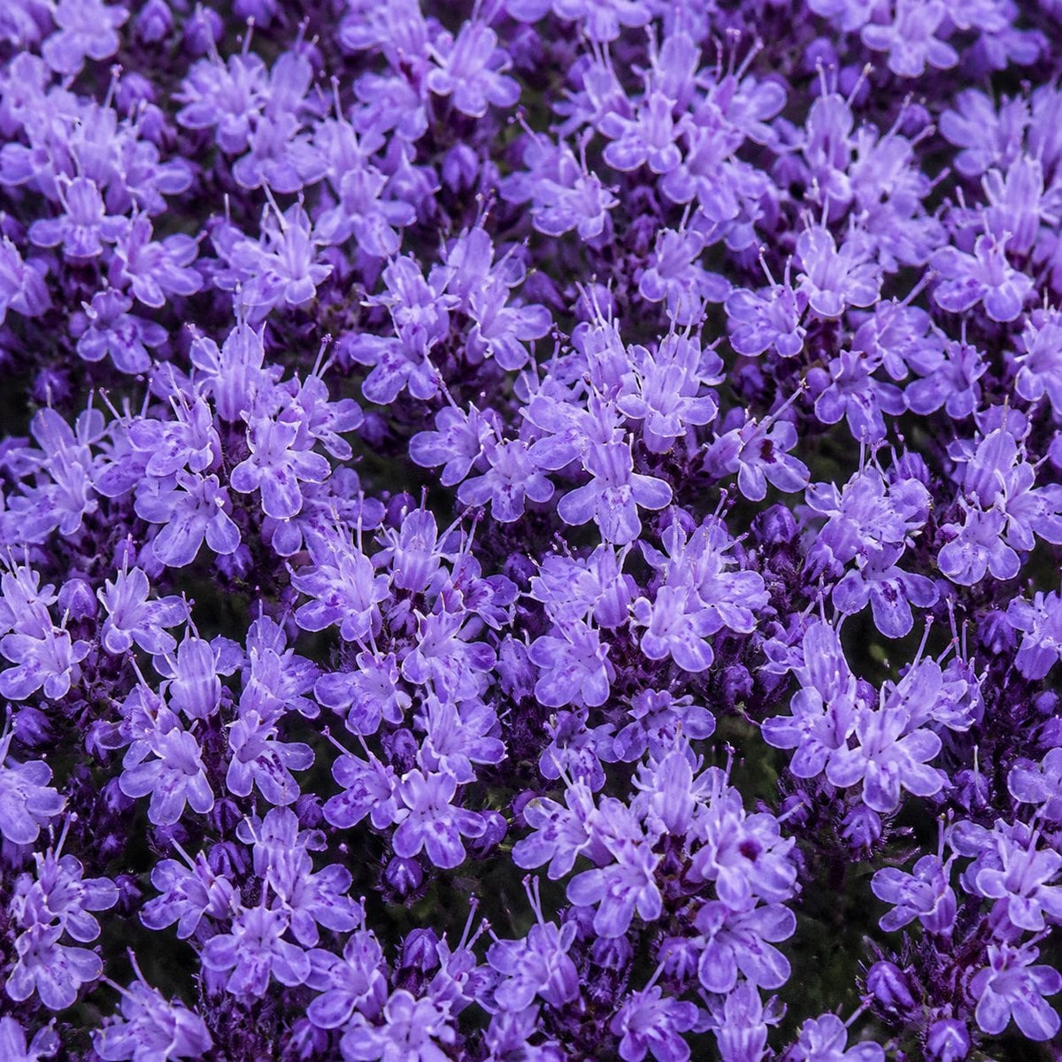 🌸 Creeping Thyme – Colourful Ground Cover Seeds