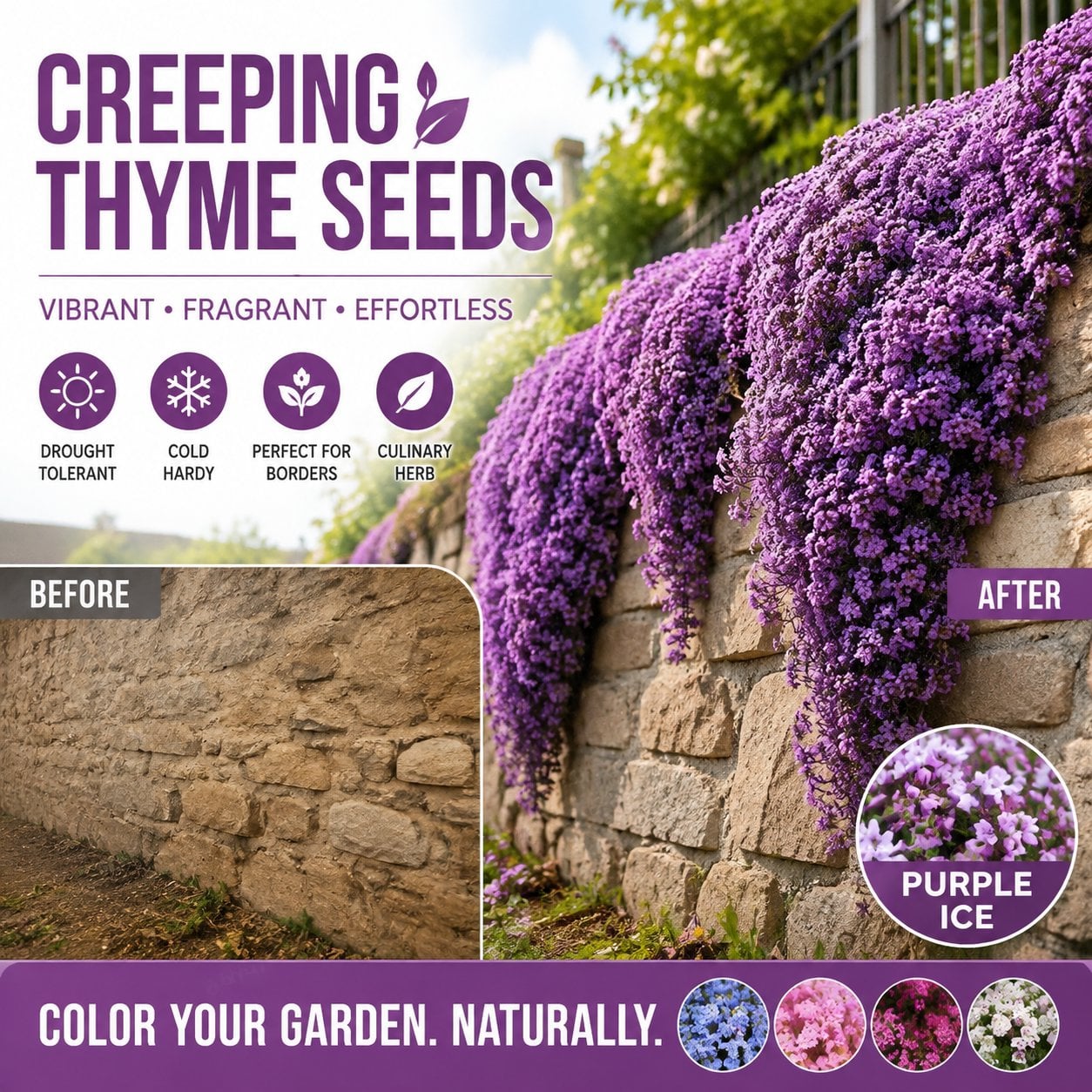 🌸 Creeping Thyme – Colourful Ground Cover Seeds