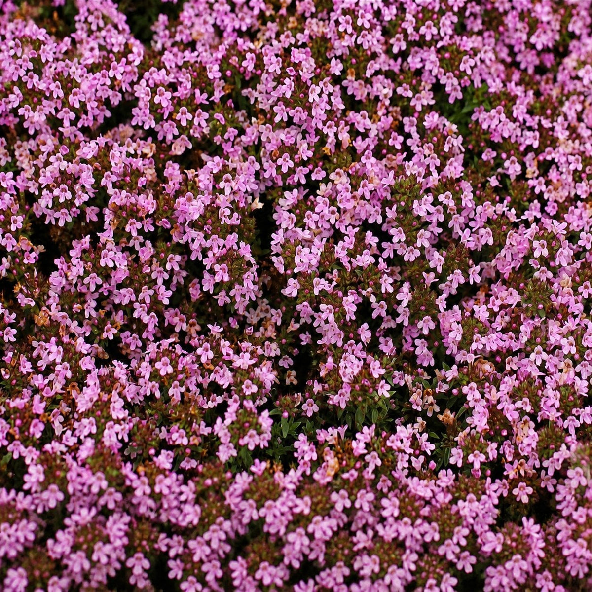 🌸 Creeping Thyme – Colourful Ground Cover Seeds