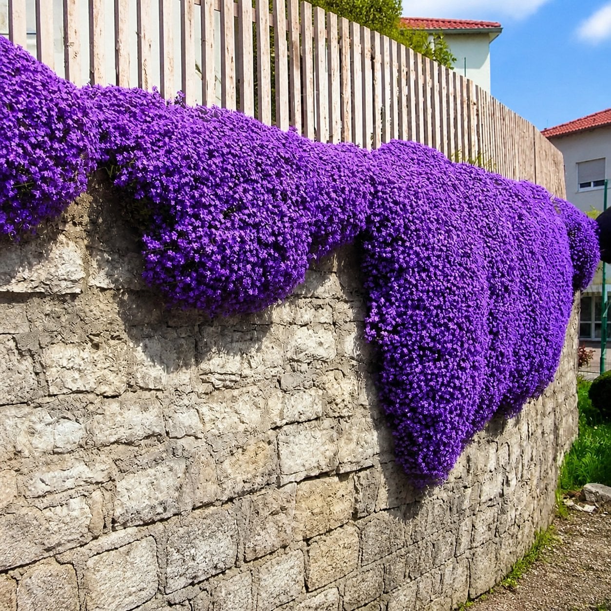 🌸 Creeping Thyme – Colourful Ground Cover Seeds